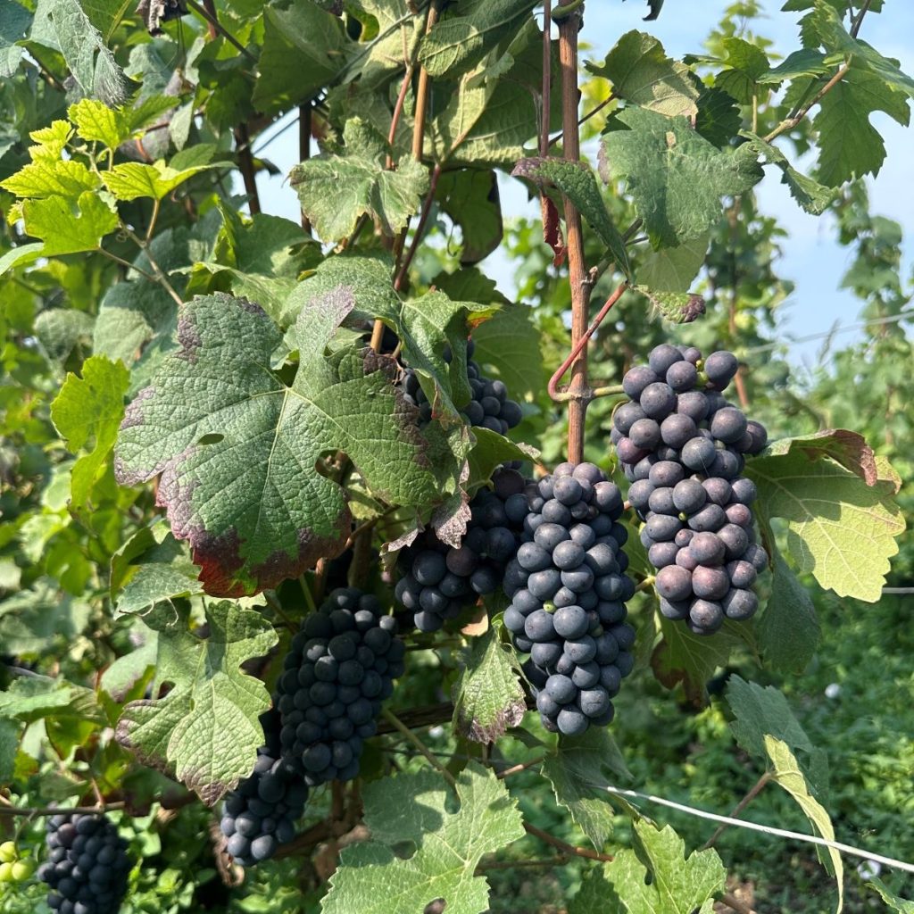 Grappe de raisin Champagne Guichard Pichelin 2