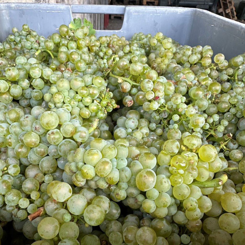 Grappe de raisin Champagne Guichard Pichelin carre